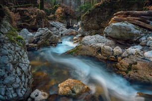un ruisseau qui traverse une forêt remplie de rochers