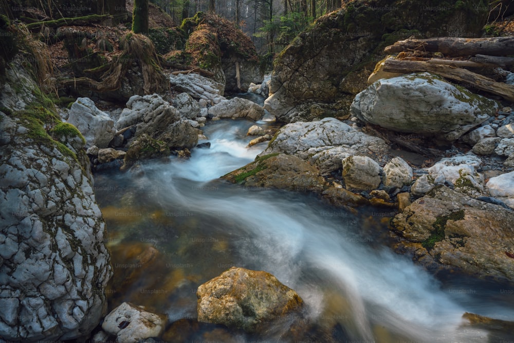 Un arroyo que atraviesa un bosque lleno de rocas