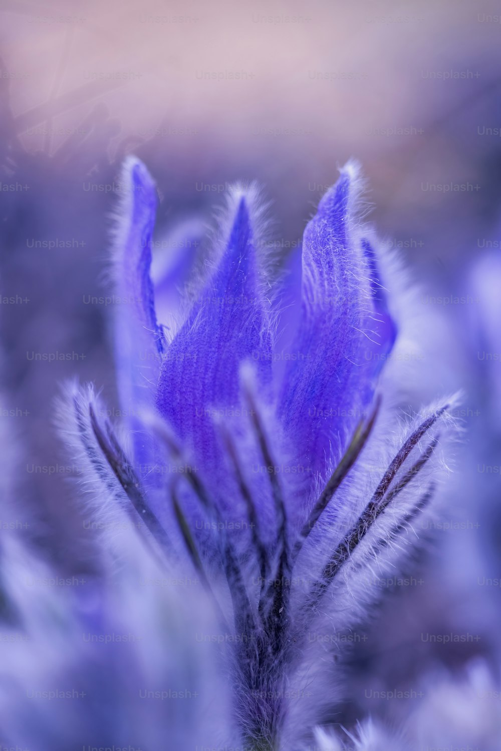 eine Nahaufnahme einer lila Blume mit verschwommenem Hintergrund