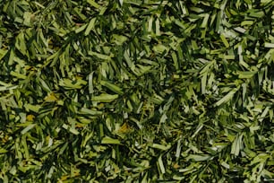 a close up of a bush with green leaves