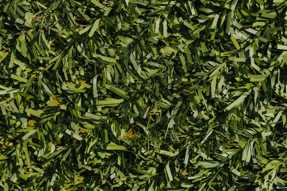 Un primer plano de un arbusto con hojas verdes