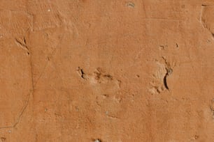 as marcas dos pés de um pássaro na sujeira em uma parede