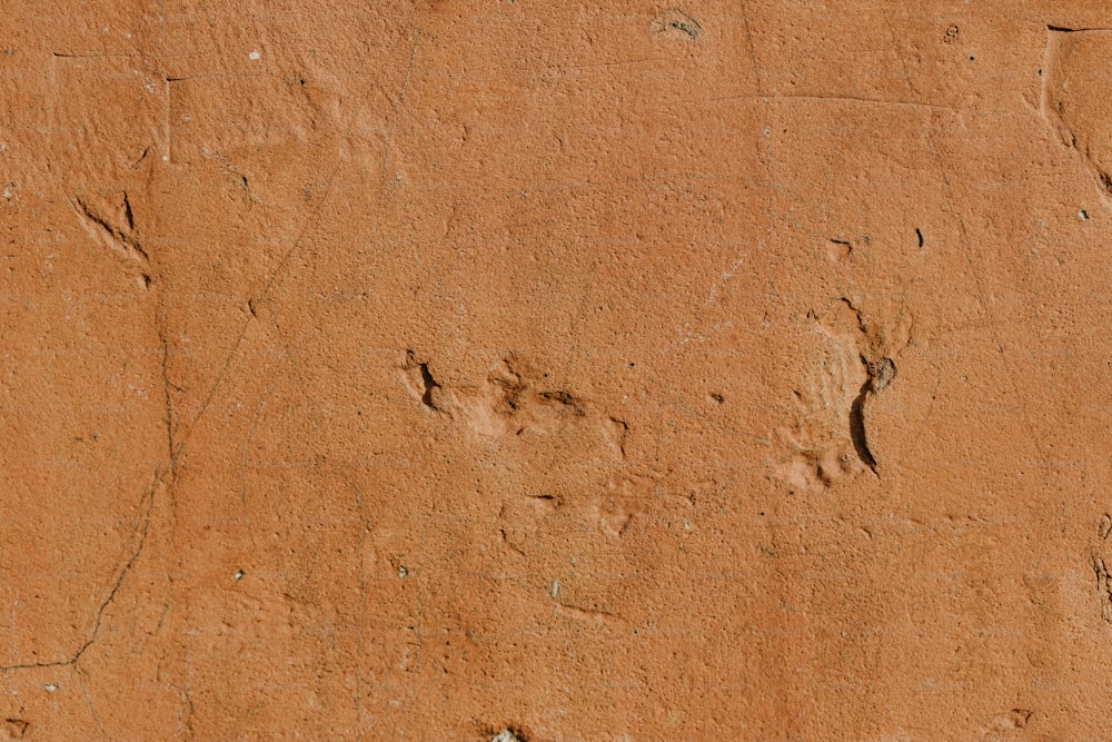 a bird's foot prints in the dirt on a wall