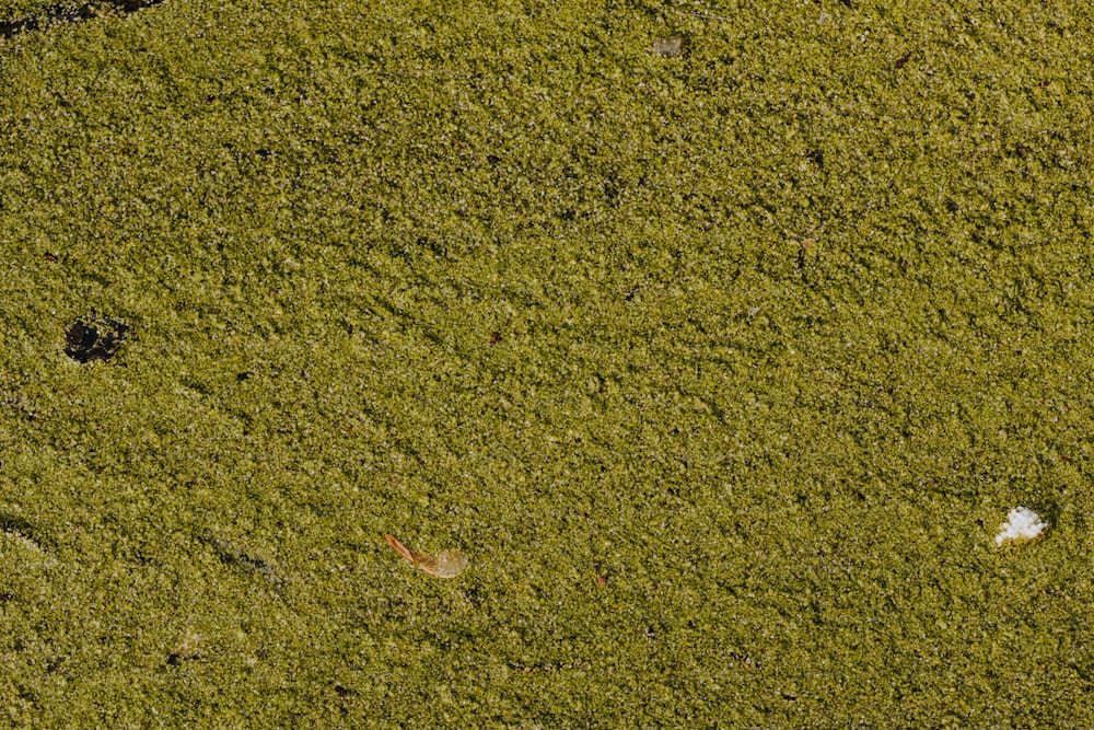 an aerial view of a grassy area with a bird in the distance