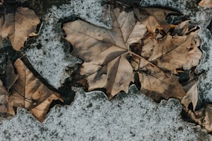 a couple of leaves laying on top of a snow covered ground