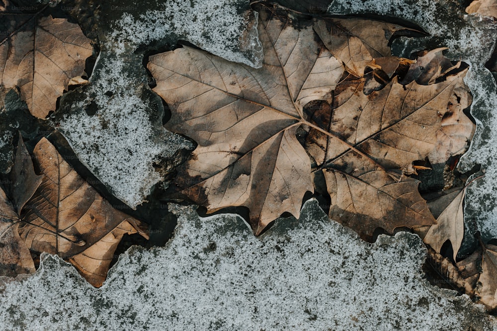 quelques feuilles posées sur un sol enneigé
