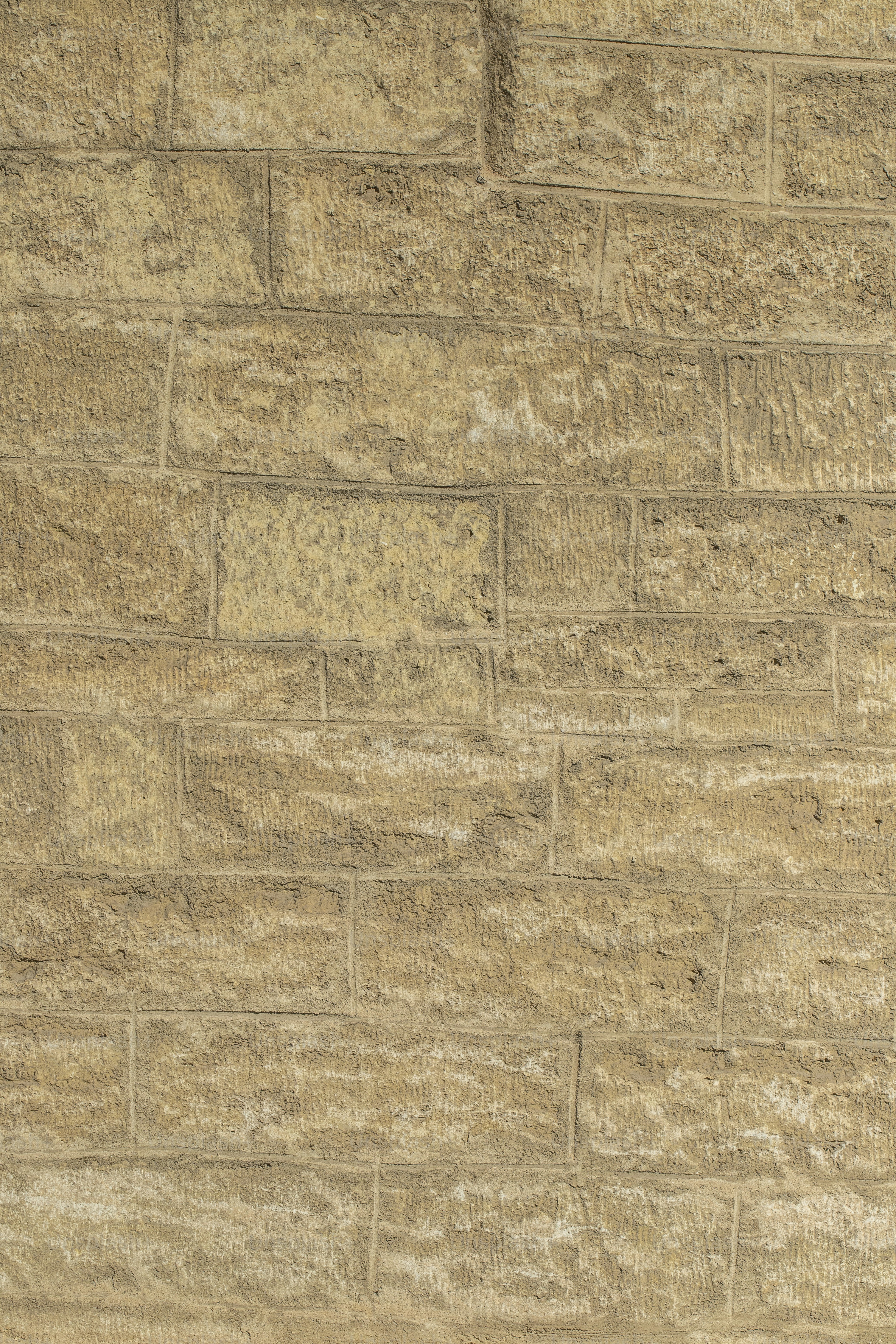 a black and white cat sitting on top of a brick wall