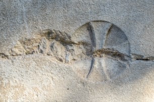 une photo des empreintes d’un animal dans le sable