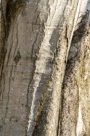 a bird is perched on a tree trunk