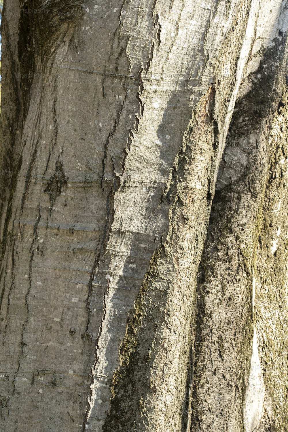 a bird is perched on a tree trunk