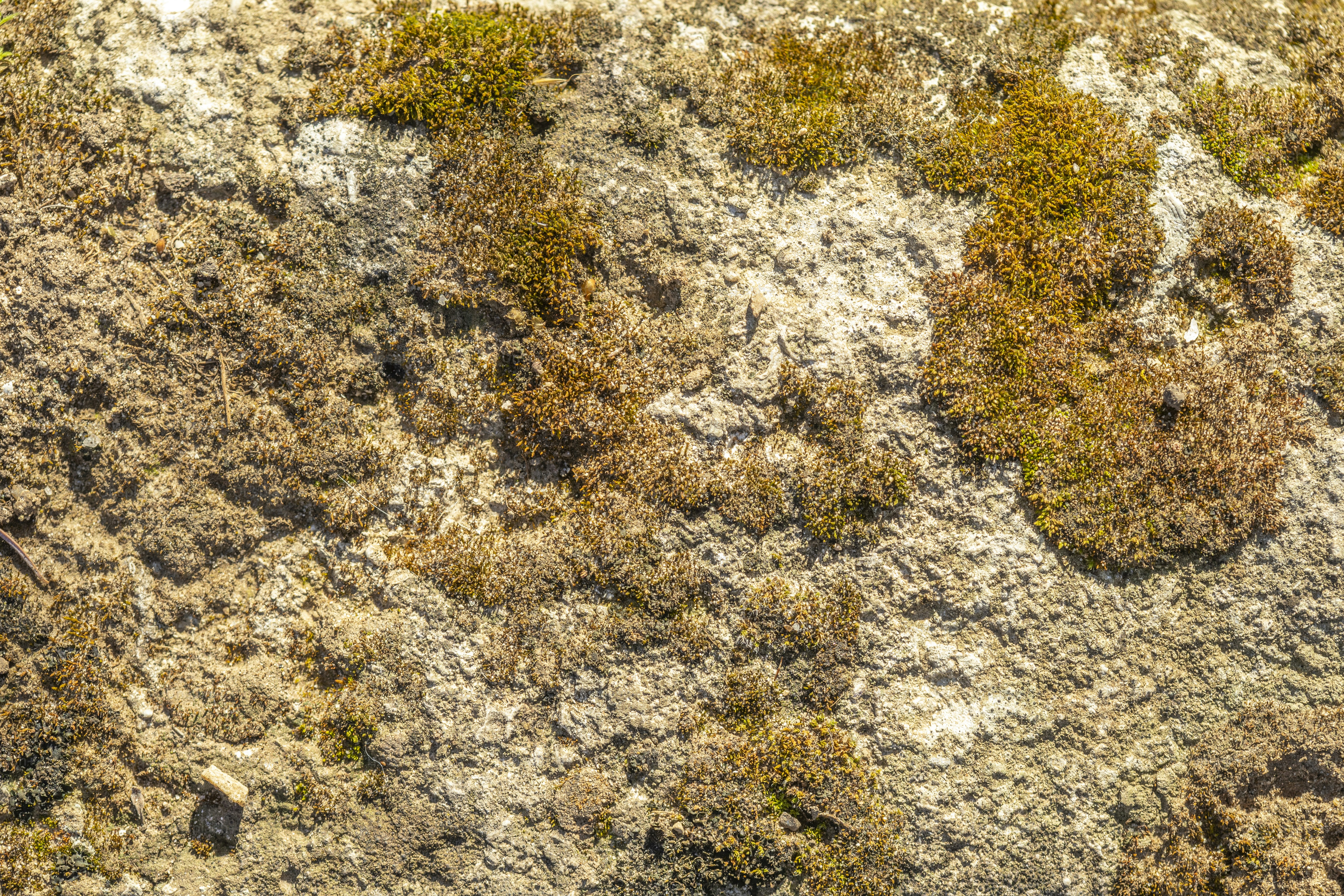 鳥が草のパッチに座っている