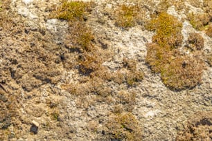 a bird is sitting on a patch of grass