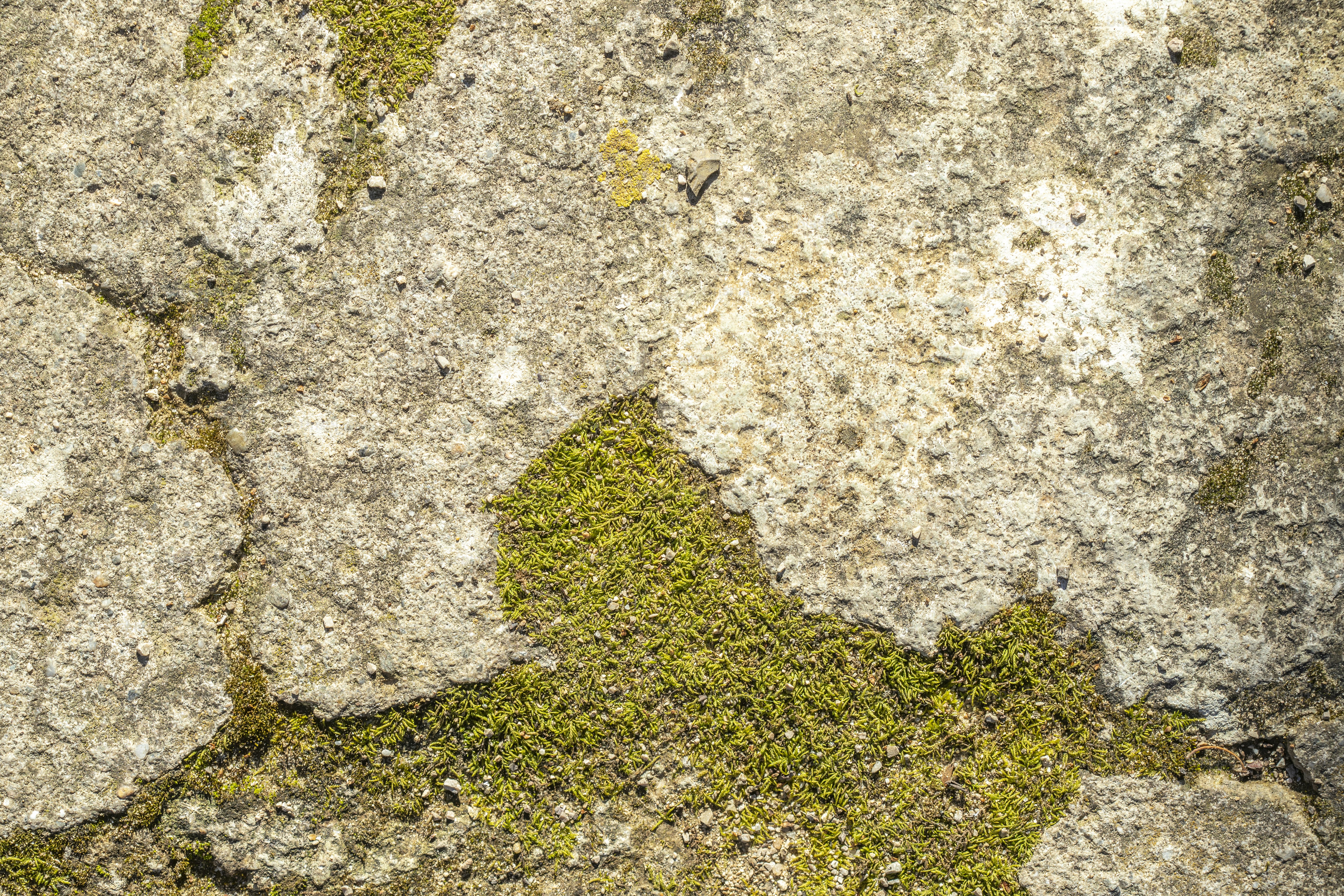 a close up of a rock with moss growing on it