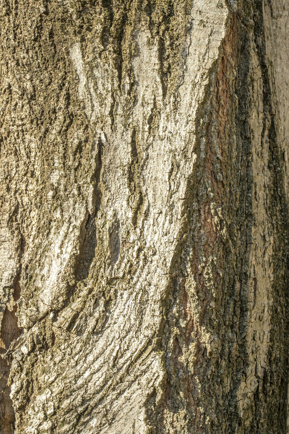 a close up of the bark of a tree