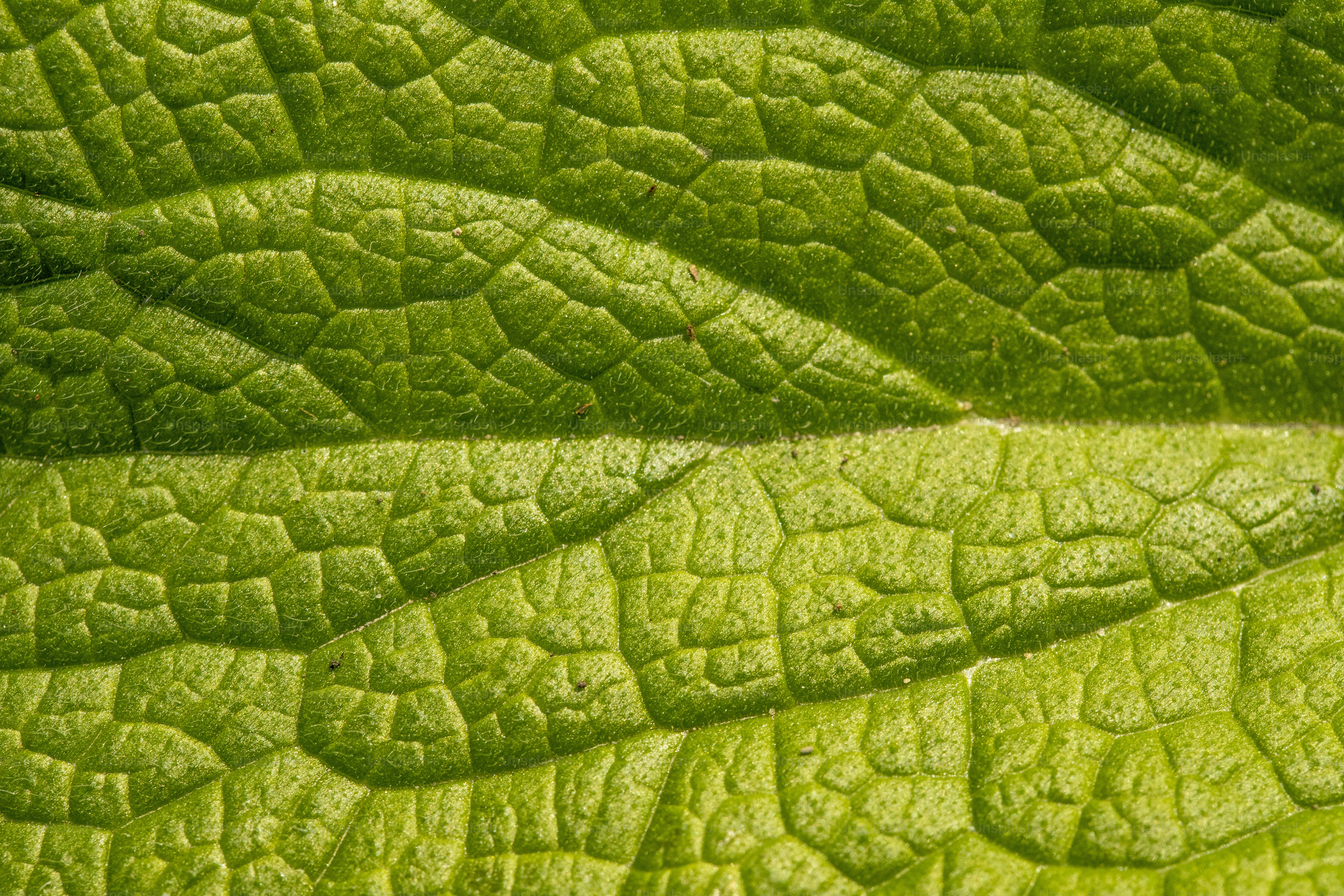 a close up view of a green leaf