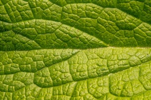 a close up view of a green leaf