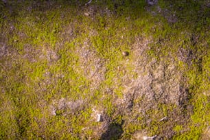 an aerial view of a patch of grass