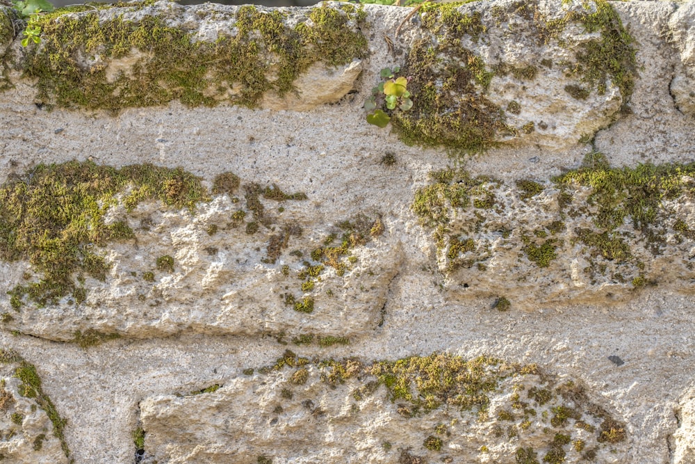 a stone wall with moss growing on it