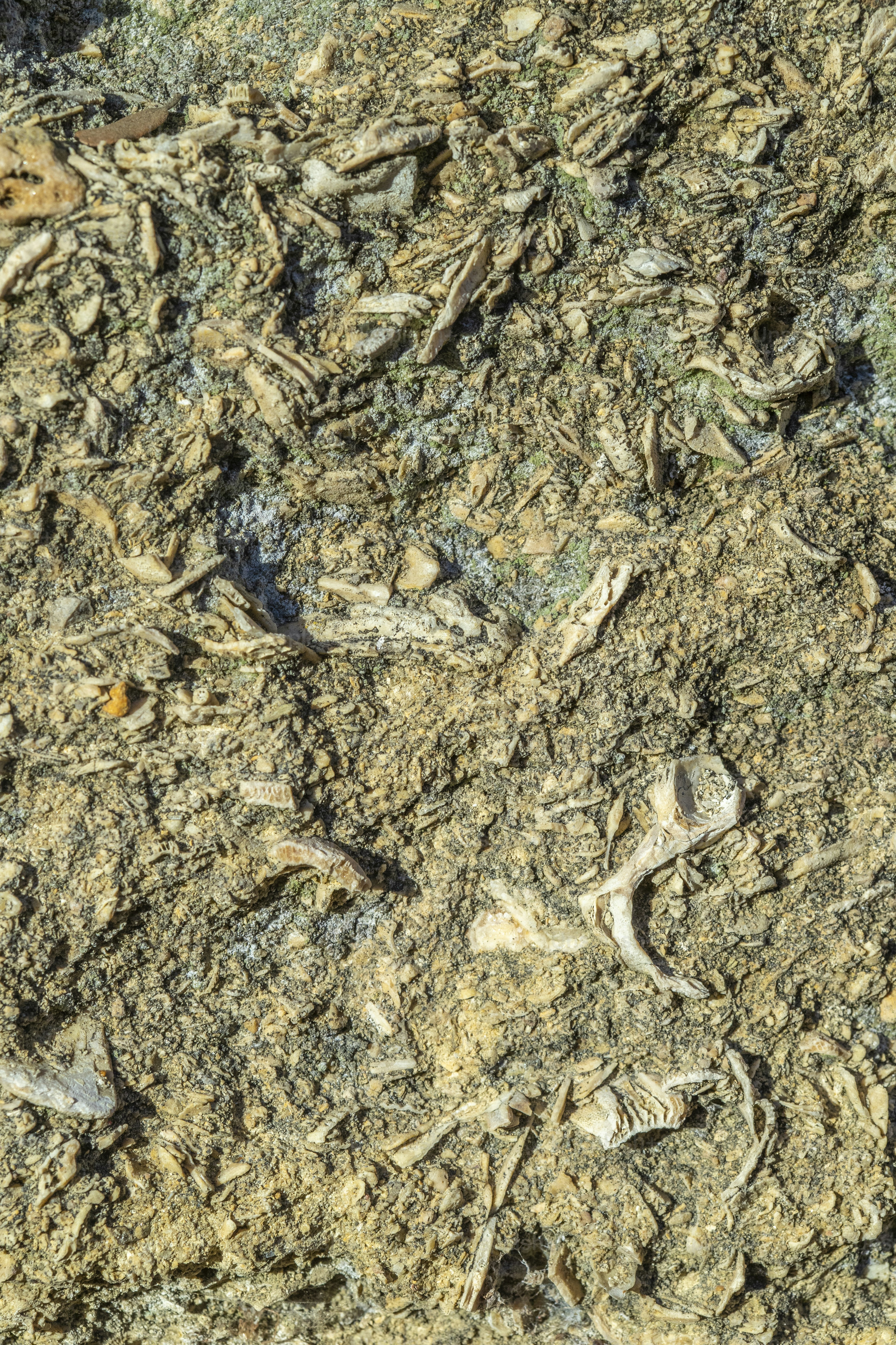 un oiseau debout au sommet d’un champ de terre