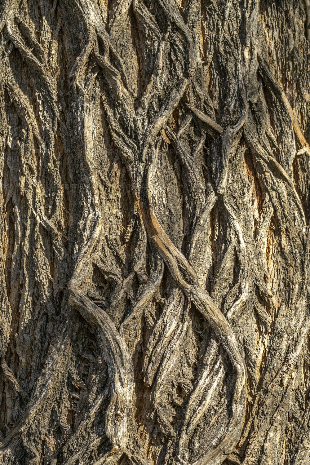 un gros plan d’un tronc d’arbre avec des vignes dessus