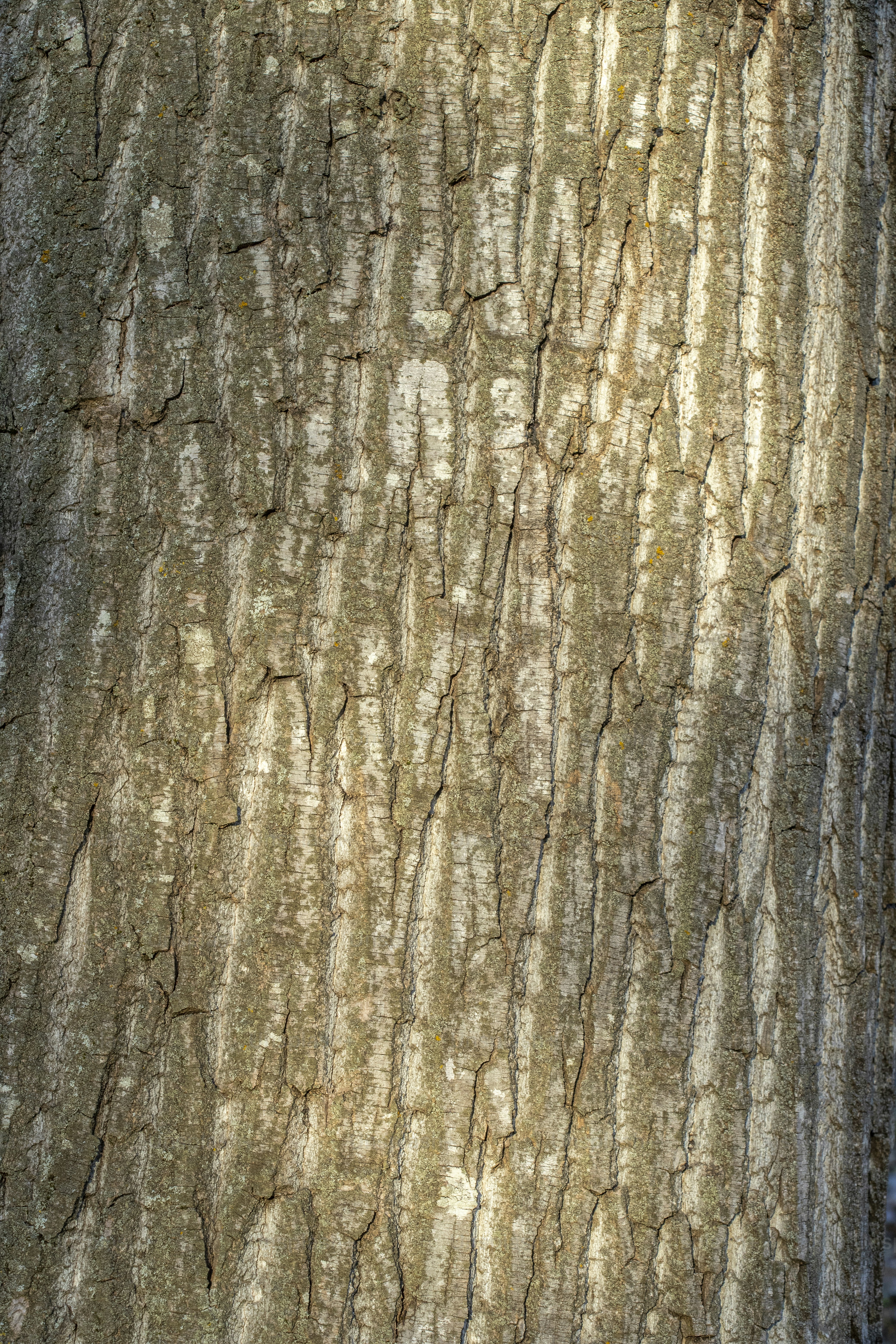 A close up of a tree trunk with bark photo – Bark Image on Unsplash