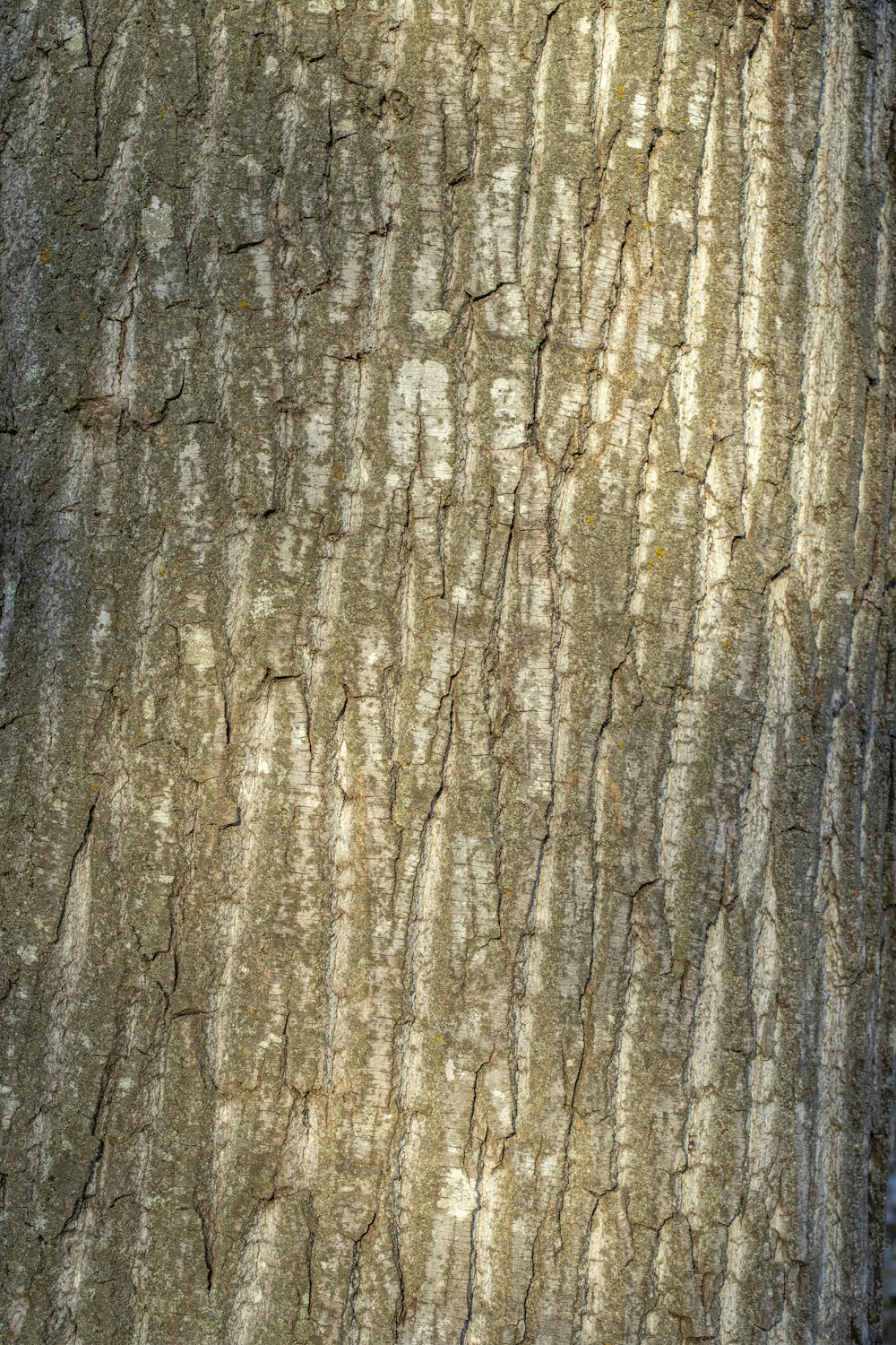 a close up of a tree trunk with bark