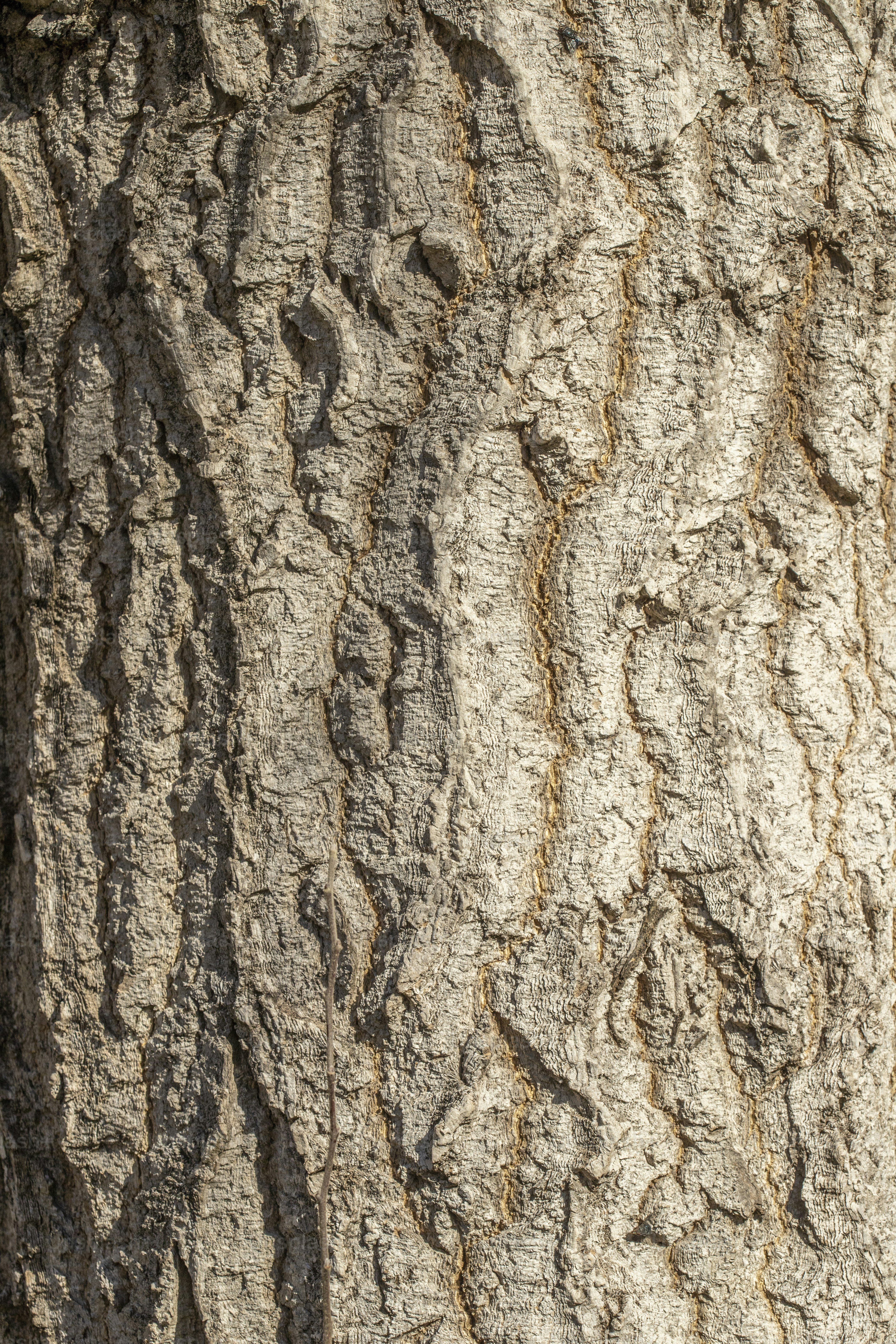 A close up of the bark of a tree photo – Texture Image on Unsplash