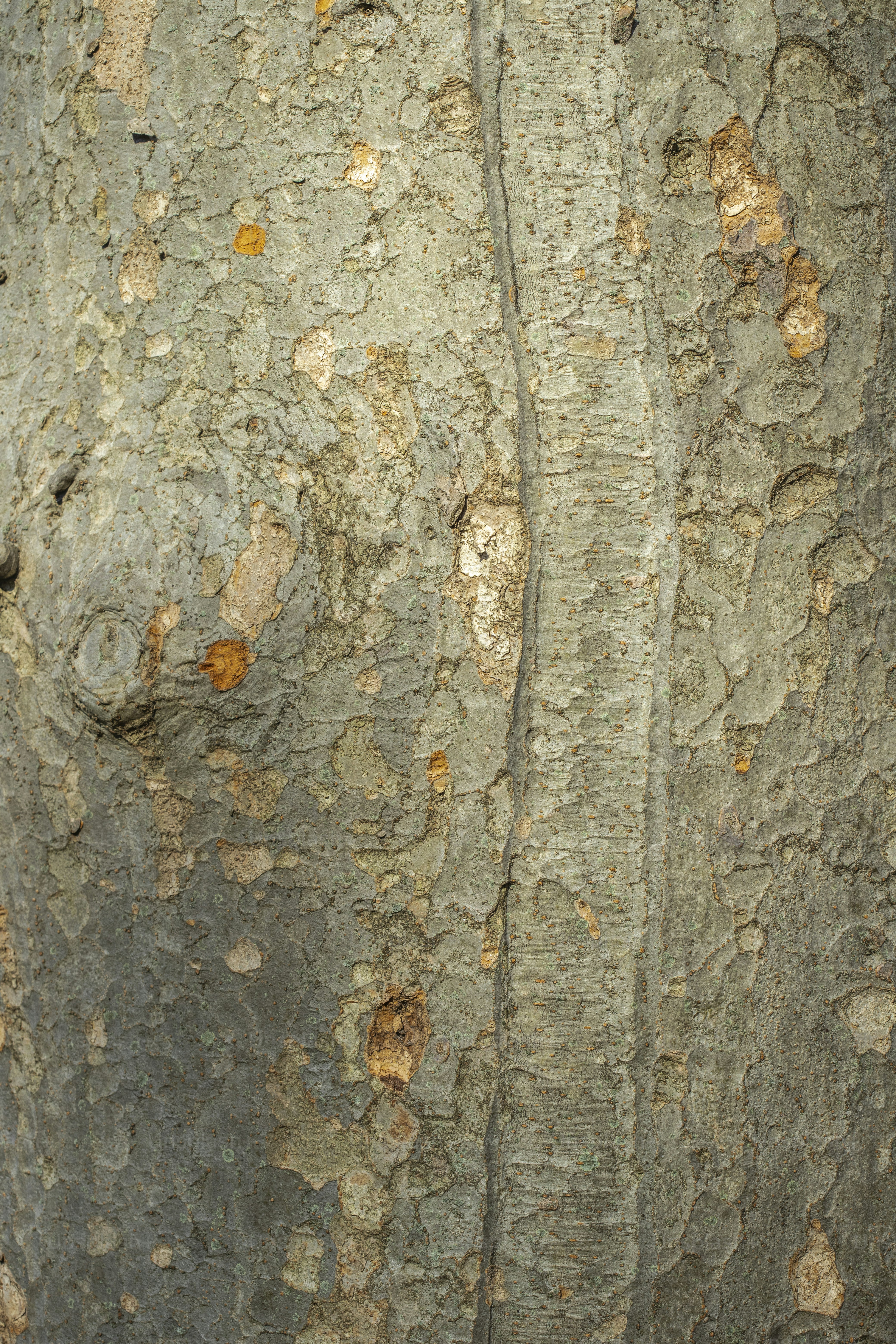 a close up of a tree trunk with a bird perched on it