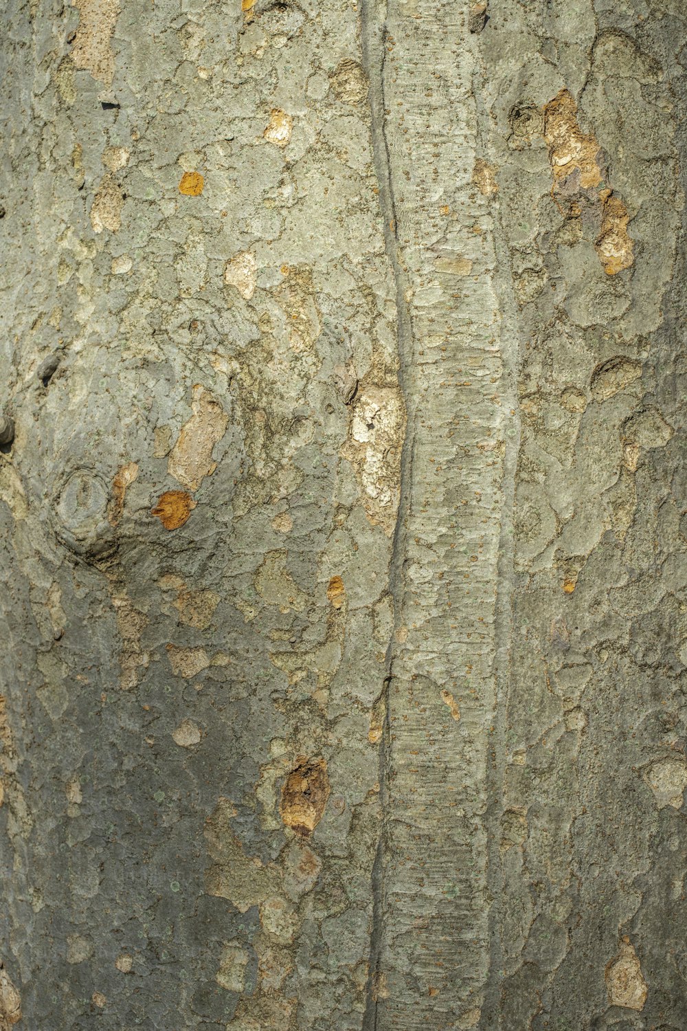 a close up of a tree trunk with a bird perched on it