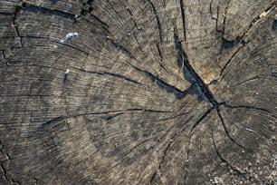 Un primer plano del tronco de un árbol que muestra la sección transversal