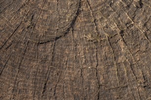 a close up view of a tree trunk