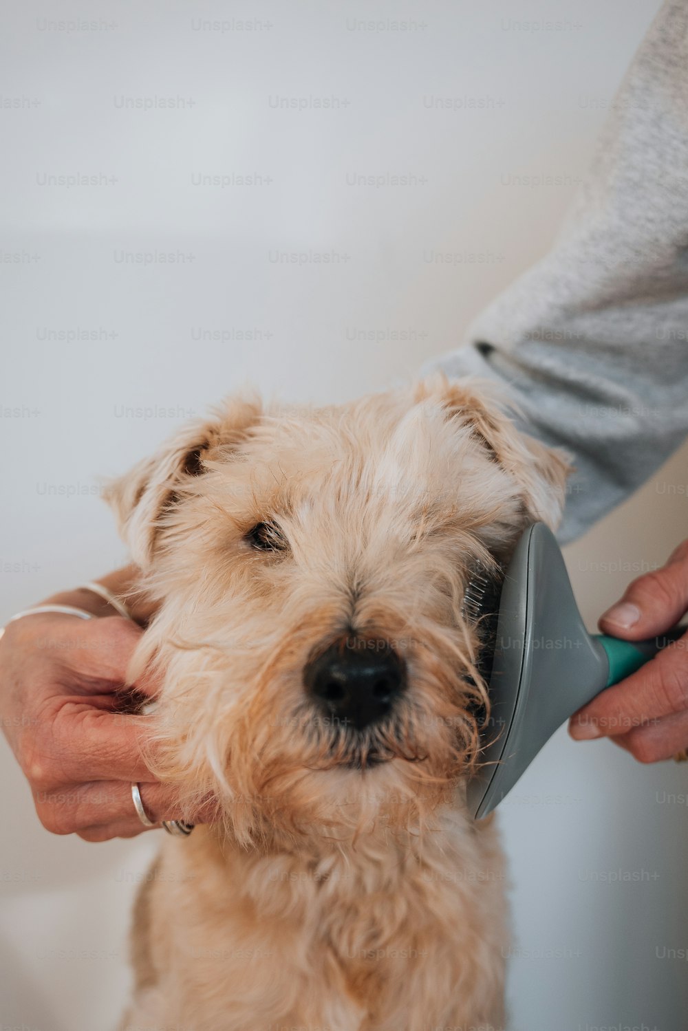 a dog being groomed by a person with a hair dryer