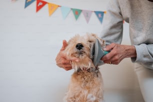 a woman grooming a small dog with a brush
