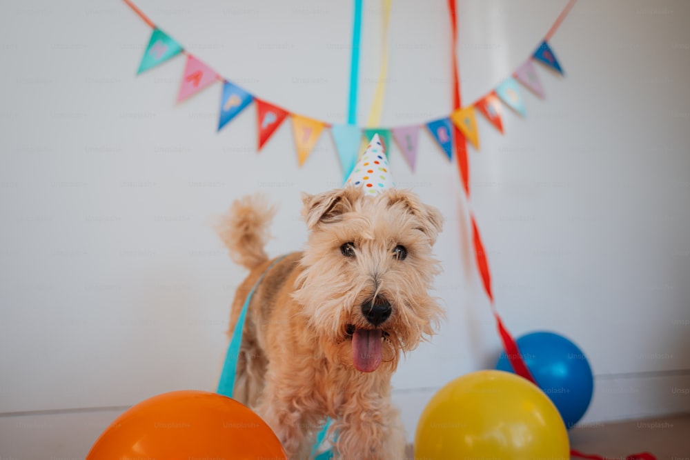 a dog with a party hat standing in front of balloons and streamers