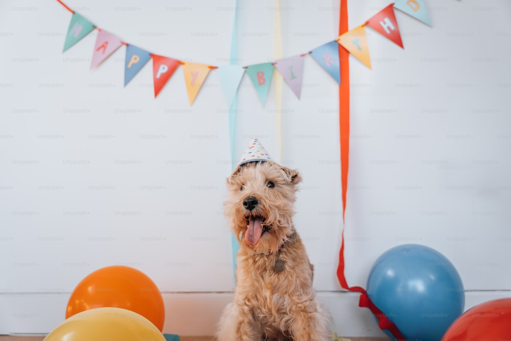 Ein Hund mit Partyhut sitzt vor Luftballons