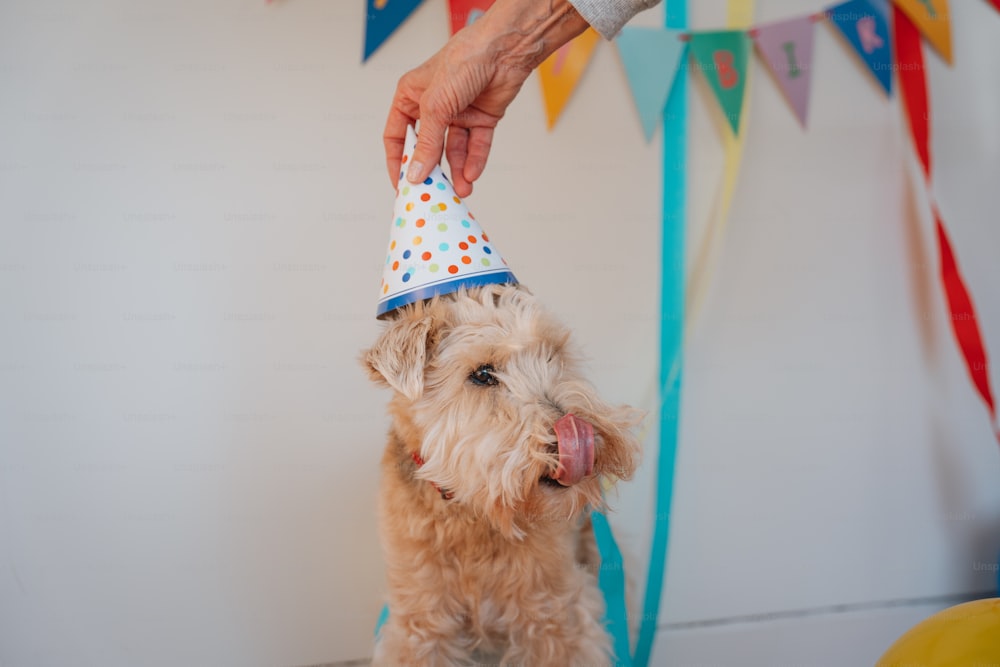 a small dog wearing a party hat
