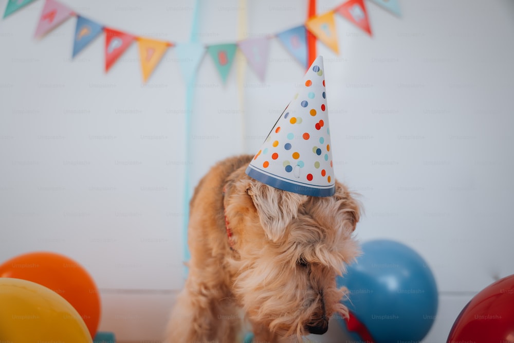 Un perro con un sombrero de fiesta parado frente a globos