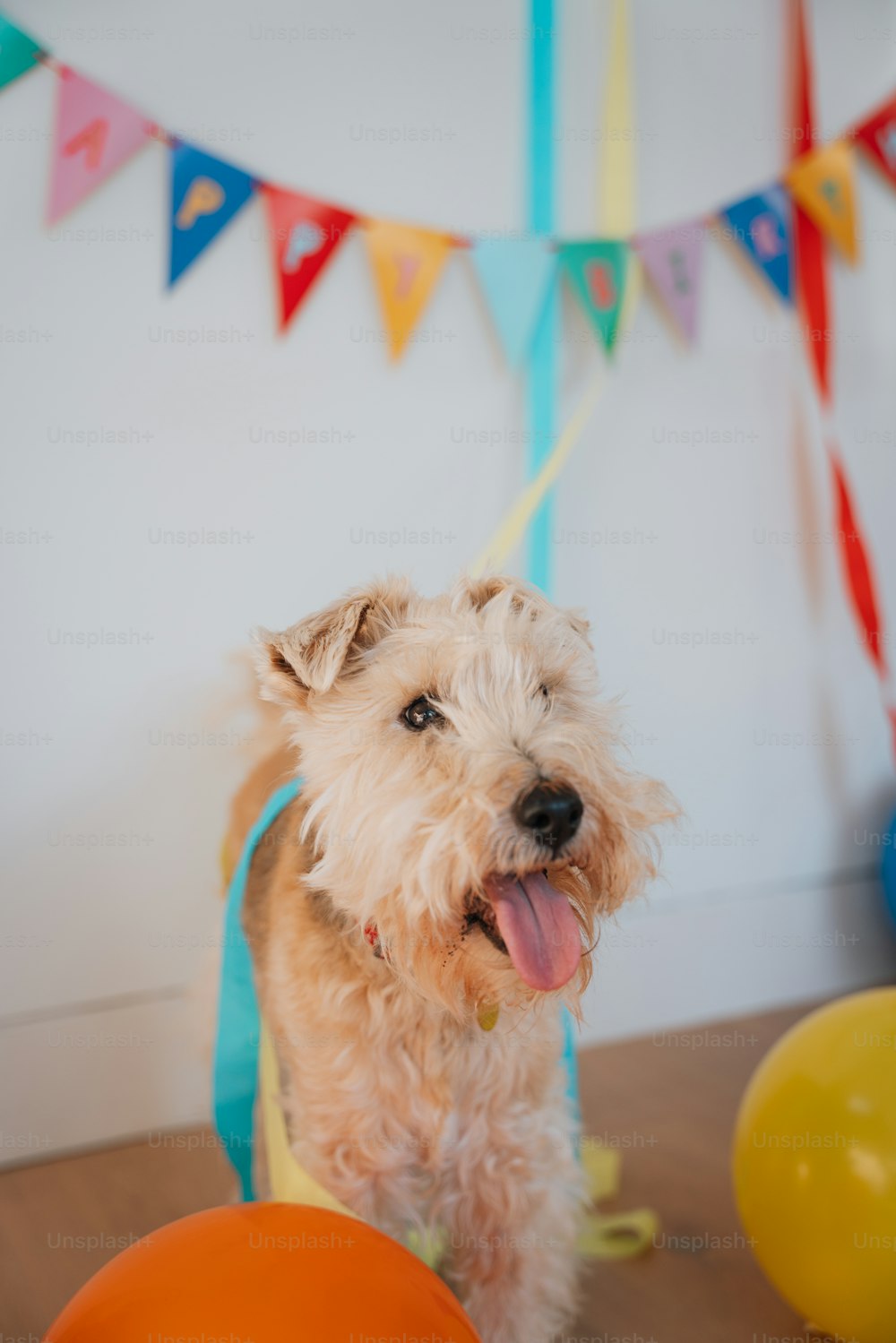 a small white dog standing next to balloons