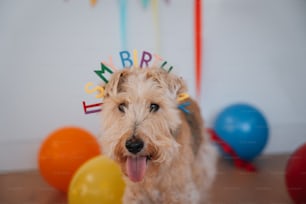 Ein Hund mit Happy Birthday Hut vor Luftballons