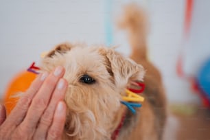 Ein kleiner brauner Hund, der von einer Person gehalten wird