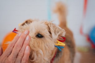a small brown dog being held by a person