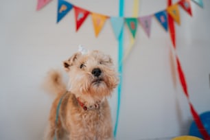 a small dog standing in front of a party banner