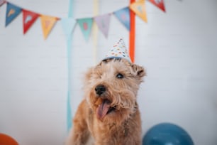 a dog wearing a party hat with its tongue out