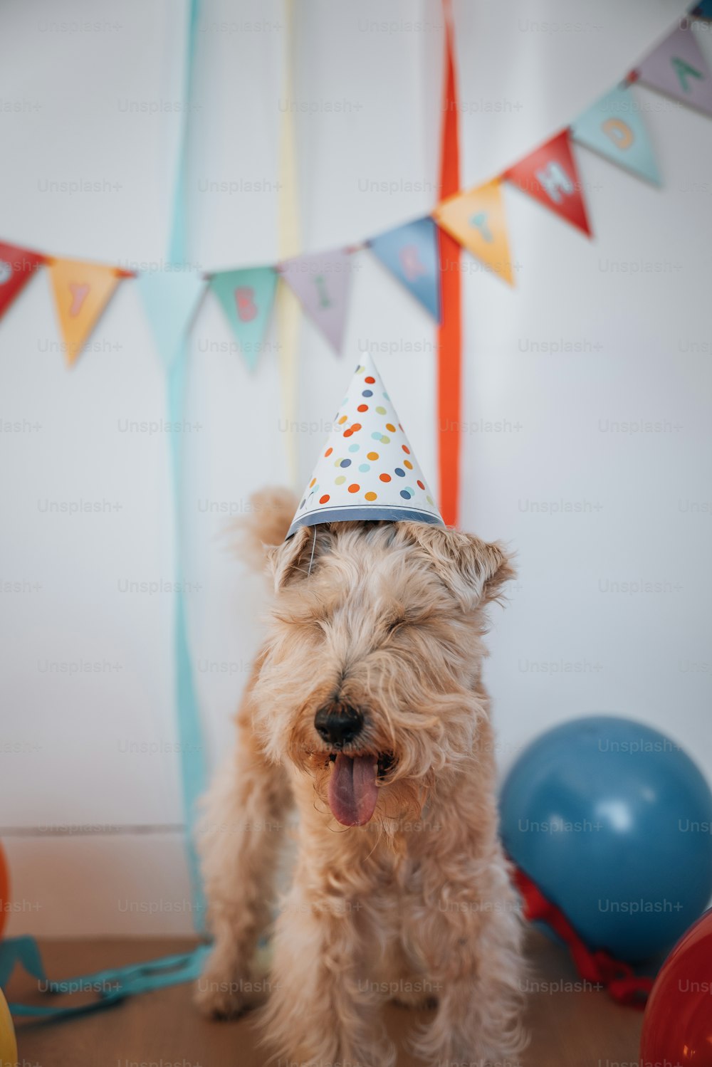 a small dog wearing a party hat