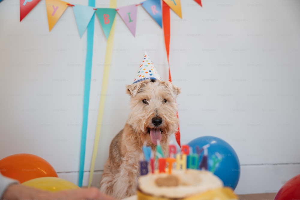 Un perro con un sombrero de fiesta sentado frente a un pastel de cumpleaños