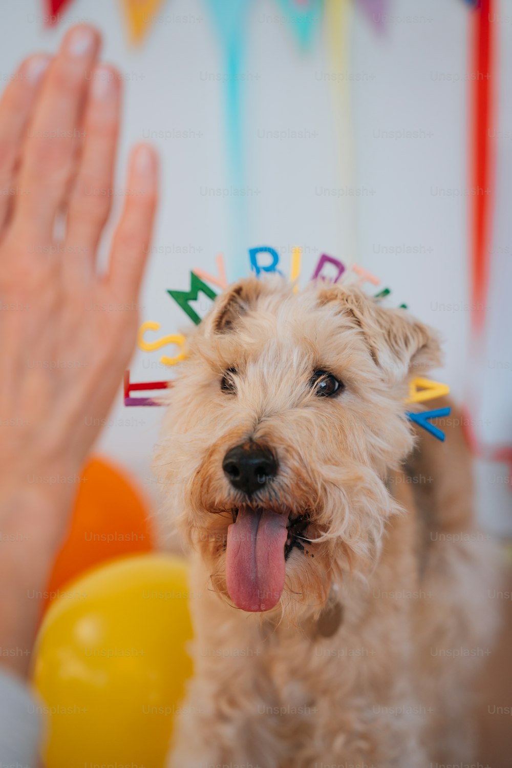a dog wearing a birthday hat with its tongue out