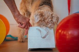 un petit chien debout à côté d’une personne tenant un sac en papier
