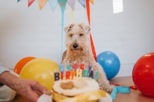 a dog sitting in front of a birthday cake