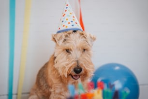 Un petit chien portant un chapeau de fête à côté d’un gâteau d’anniversaire