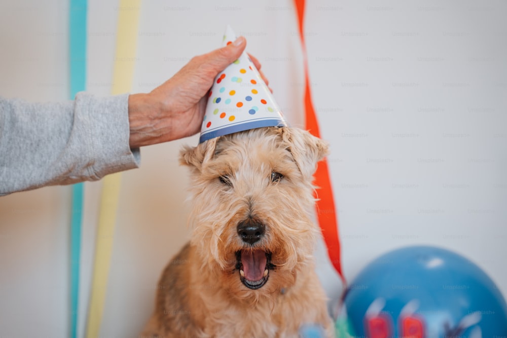 a small dog wearing a party hat with its mouth open